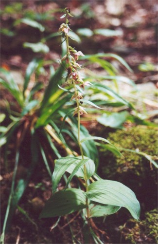 Helleborine