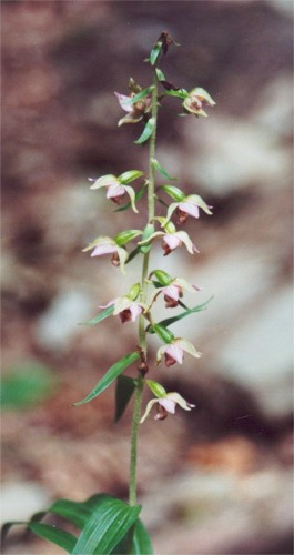 Helleborine
