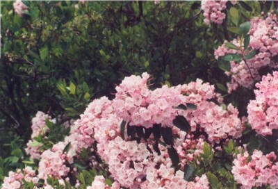 Mountain Laurel