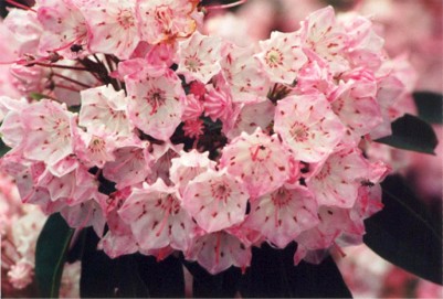 Mountain Laurel