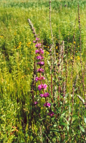 Purple Loosestrife
