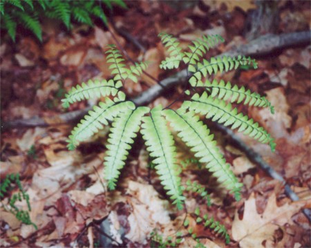 Northern Maidenhair