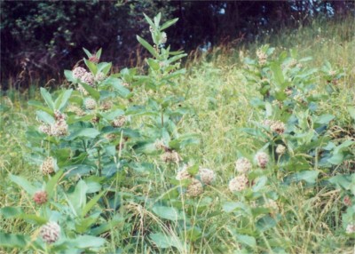Common Milkweed
