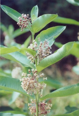 Common Milkweed