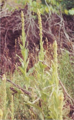 Common Mullein