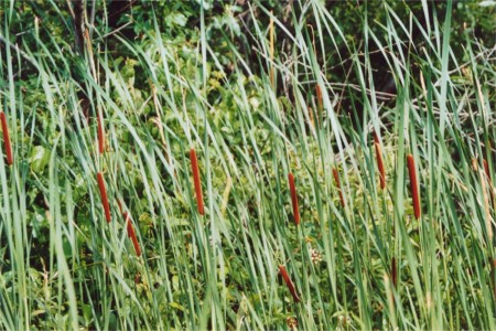 Narrow-leaved Cattail