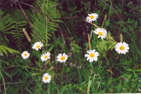 Oxeye Daisy
