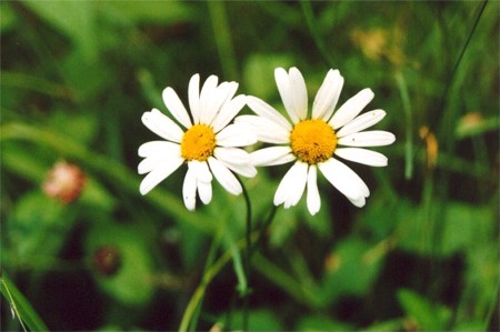 Oxeye Daisy