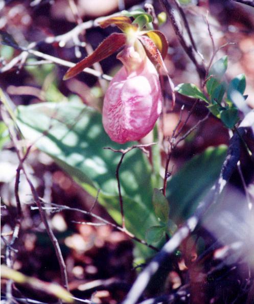 Pink Lady's Slipper