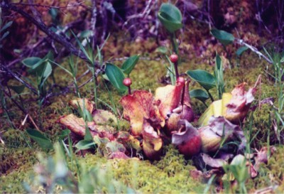 Northern Pitcher Plant