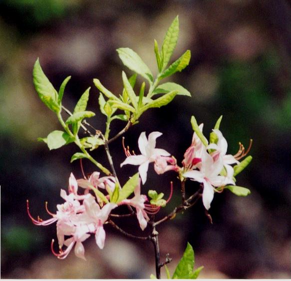 Pink Azalea