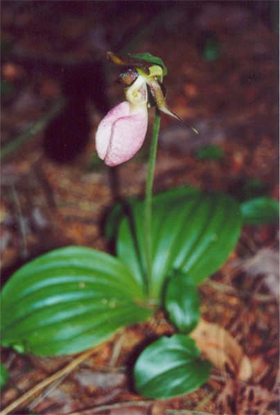 Pink Lady's Slipper