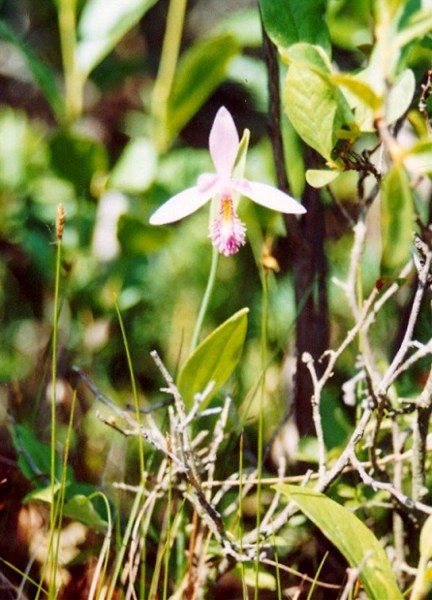Rose Pogonia