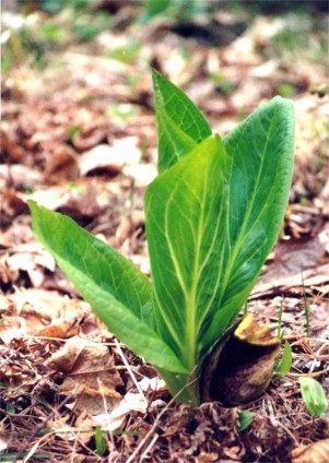 Skunk Cabbage
