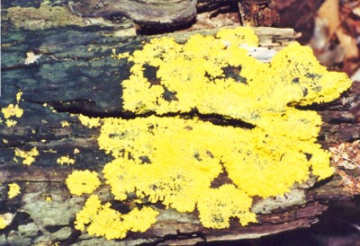 Slime Mold