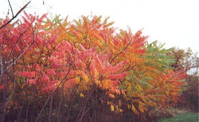 Staghorn Sumac