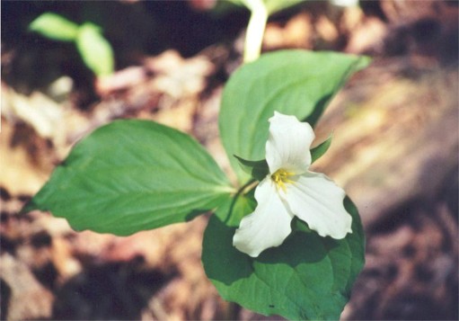 Large Flowered Trillium