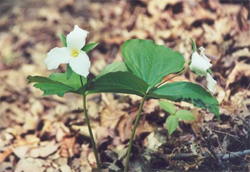 Large Flowered Trillium