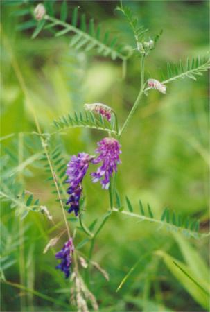 Cow Vetch
