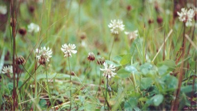White Clover