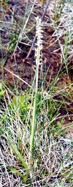 White Bog Orchis