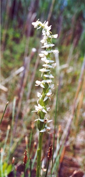 White Bog Orchis