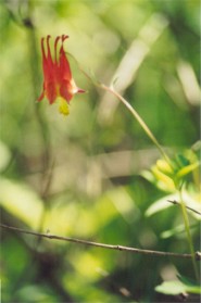Wild Columbine
