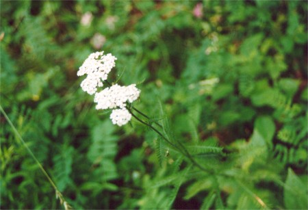 Yarrow