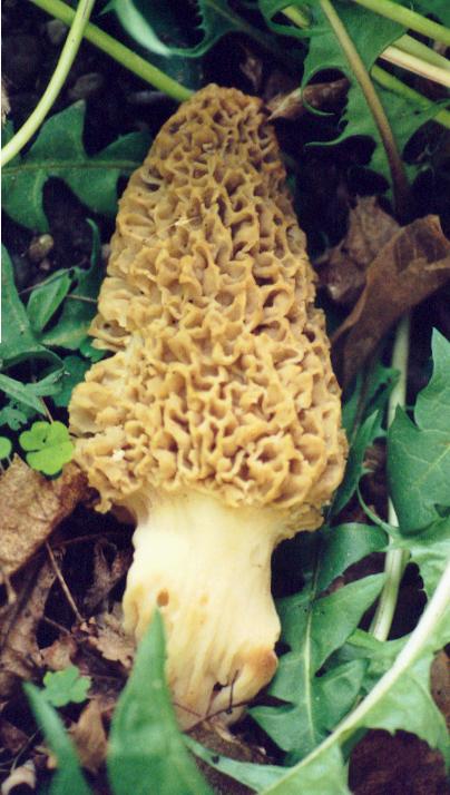 Yellow Morel