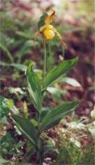 Yellow Lady's Slipper