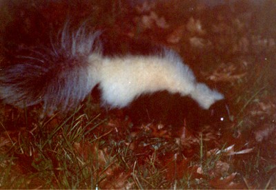 Striped Skunk