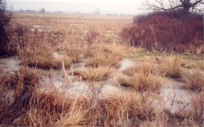 Western Chorus Frog habitat