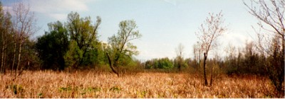 Cattail Swamp
