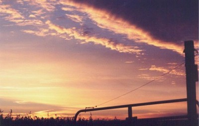 Corn Field at Sunset