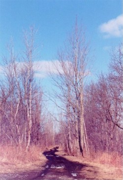 Northern Riverine Forest