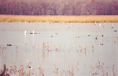 Montezuma - Main Pool