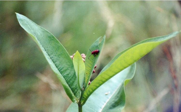 Red Milkweed Beetle