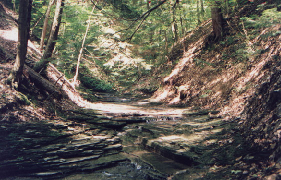 wol donwatr1.jpg (98239 bytes)