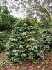 Coffee Plant