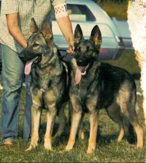 brace.jpg (14443 bytes)