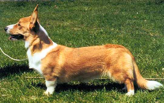 chivas.jpg (17585 bytes)