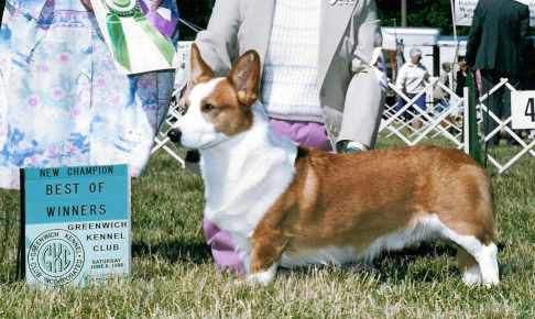 rallye.jpg (7842 bytes)