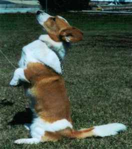 sparkleup.jpg (10654 bytes)