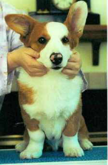 sullivan.jpg (9110 bytes)