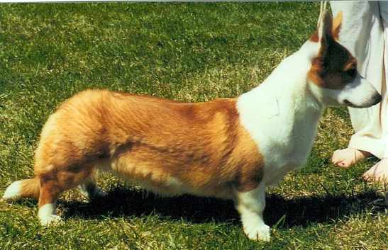 trigger.jpg (17834 bytes)