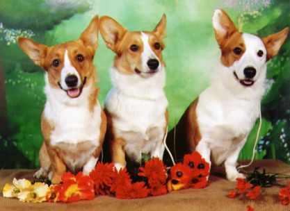 xmascorgi.jpg (14803 bytes)