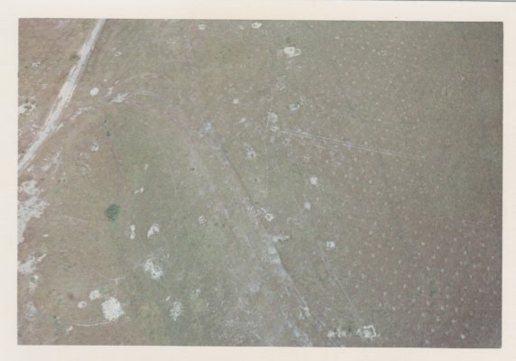 The White Dots are French Graves