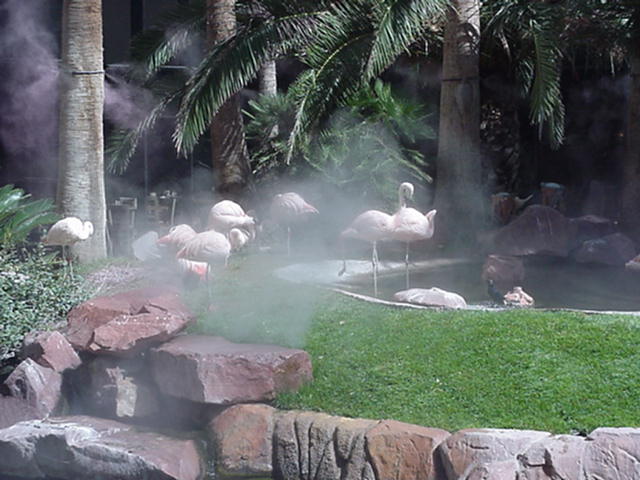 Look at da pretty birds daddy.