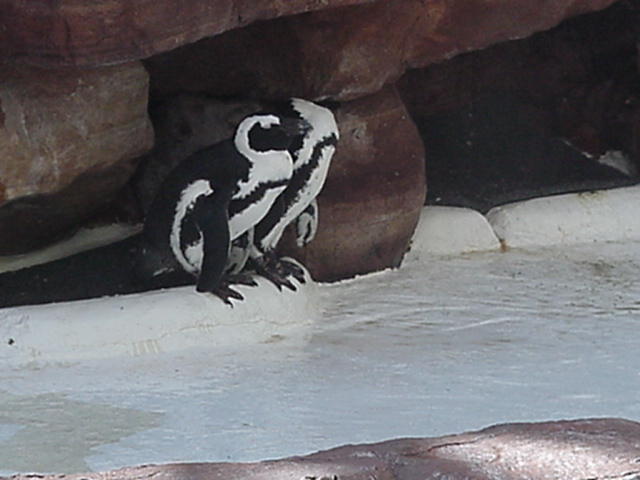 Is that it? Did the penguin tell you that?