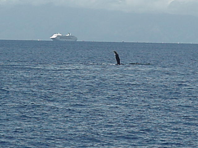 We went whale watching and saw some amazing humpback whales. This one is doing barrel rolls smacking its fins on the water to attract males.